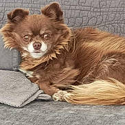 Orion participe au concours pour gagner de l'argent avec cette photo : dog, brown_dog, fluffy, pet, couch, blanket, indoor, resting, relaxed, fur, small_dog, canine, home, animal, companion, curled_up, cozy, portrait, looking, laying