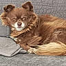 dog, brown_dog, fluffy, pet, couch, blanket, indoor, resting, relaxed, fur, small_dog, canine, home, animal, companion, curled_up, cozy, portrait, looking, laying