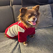 Orion a rejoint le concours — aidez-le/la à gagner de superbes lots ! animal, canine, cozy, cute, dog, domestic_animal, fluffy, furniture, gray_couch, happy, indoor, living_room, pet, portrait, red_clothing, relaxed, sitting, small_dog, sweater, tongue_out