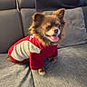 animal, canine, cozy, cute, dog, domestic_animal, fluffy, furniture, gray_couch, happy, indoor, living_room, pet, portrait, red_clothing, relaxed, sitting, small_dog, sweater, tongue_out