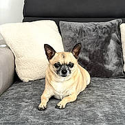 Nougat participe au concours pour gagner de l'argent avec cette photo : dog, small_dog, tan_dog, black_ears, couch, gray_couch, pillows, gray_pillow, white_pillow, indoor, pet, relaxed, animal, fur, paw, snout, ears, sitting, home, cozy