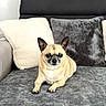 dog, small_dog, tan_dog, black_ears, couch, gray_couch, pillows, gray_pillow, white_pillow, indoor, pet, relaxed, animal, fur, paw, snout, ears, sitting, home, cozy
