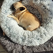 Nougat participe au concours pour gagner de l'argent avec cette photo : canine, cozy, dog, fluffy_bed, furniture, home, indoor, nap, peaceful, pet_bed, quiet, relaxation, resting, shadow, sleeping, small_dog, sunlight, tan_dog, tile_floor, window_light