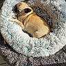 canine, cozy, dog, fluffy_bed, furniture, home, indoor, nap, peaceful, pet_bed, quiet, relaxation, resting, shadow, sleeping, small_dog, sunlight, tan_dog, tile_floor, window_light