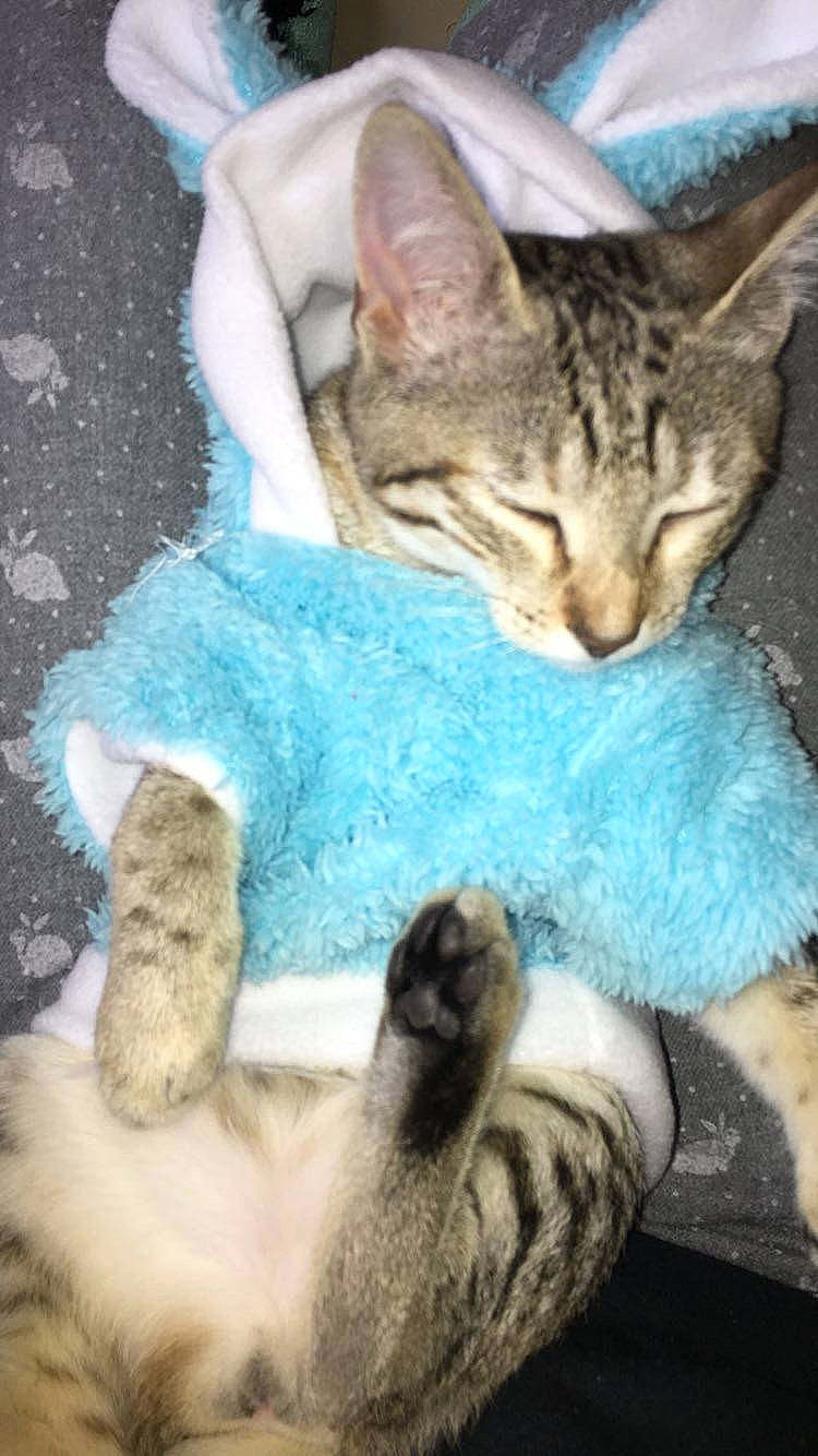 Rose joined the competition — help win amazing prizes! carnivore, cat, claw, comfort, domestic_short_haired_cat, fawn, felidae, fur, gesture, mammal, paw, sand, sitting, small_to_medium_sized_cats, snout, tail, terrestrial_animal, vertebrate, whiskers, wildlife