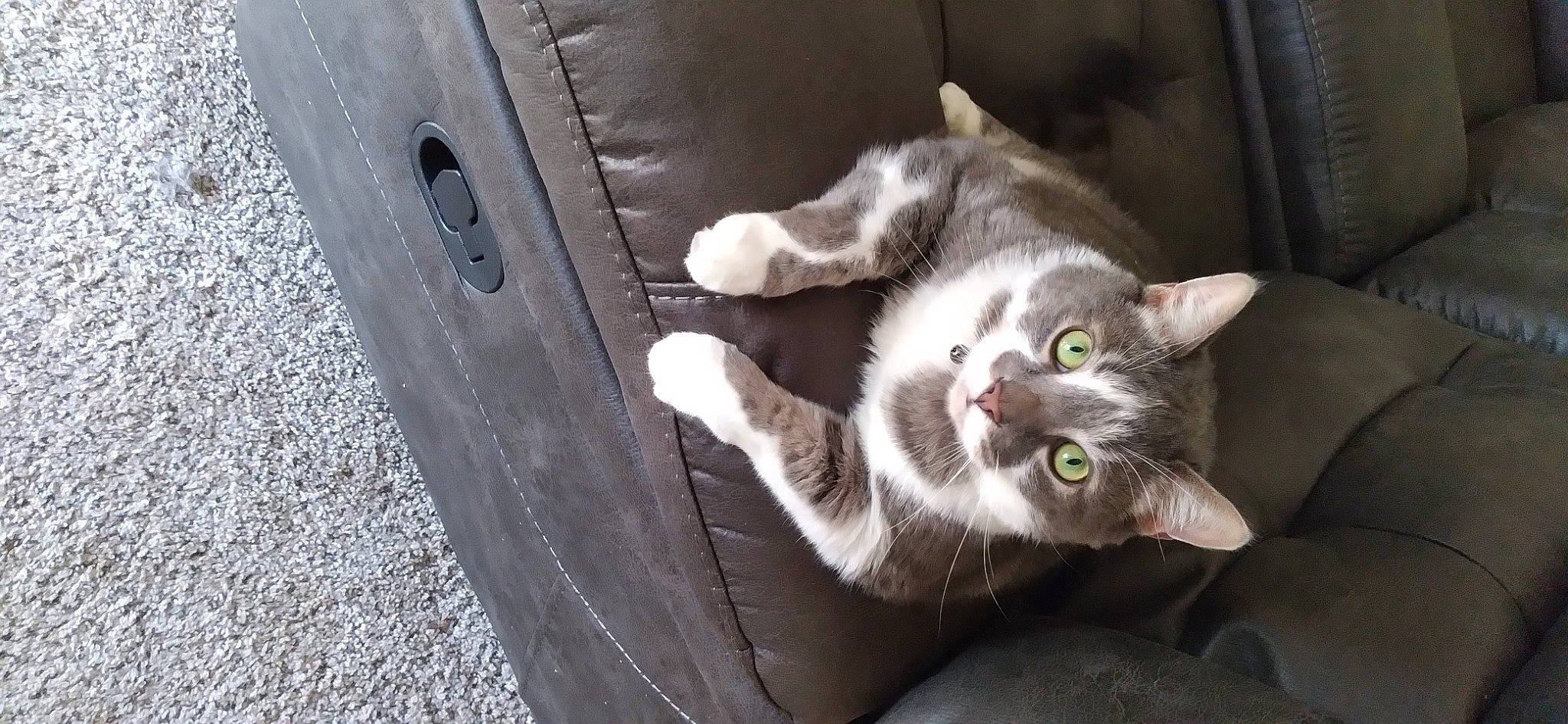 Houdini is registered to the contest to win money with this photo: auto_part, automotive_exterior, automotive_tire, carnivore, cat, claw, domestic_short_haired_cat, door, felidae, fender, fur, grey, paw, small_to_medium_sized_cats, snout, tail, vehicle_door, whiskers