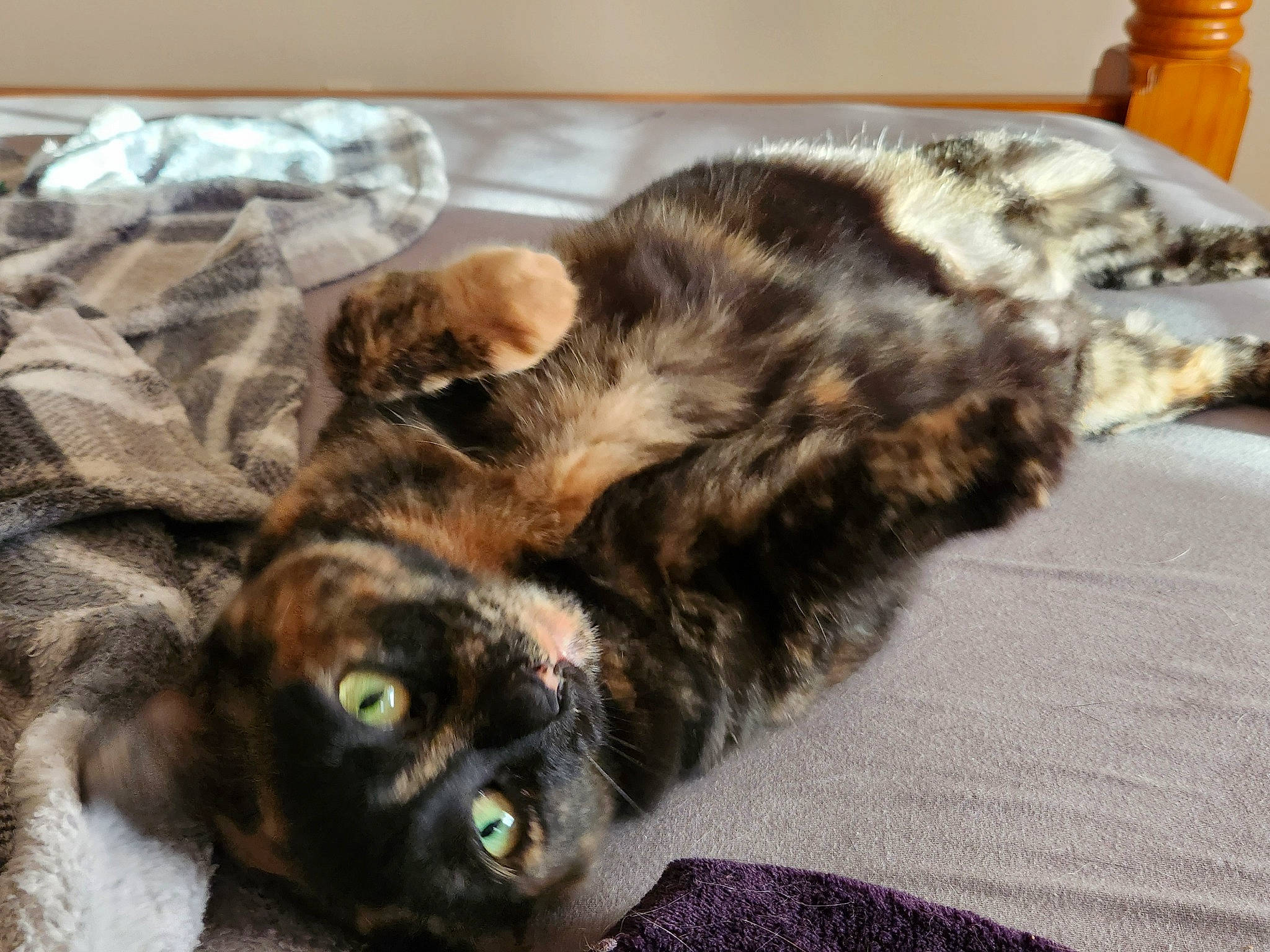 Miss Kitty is registered to the contest to win money with this photo: carnivore, cat, claw, comfort, dog_breed, domestic_short_haired_cat, felidae, fur, nap, paw, small_to_medium_sized_cats, snout, tail, whiskers