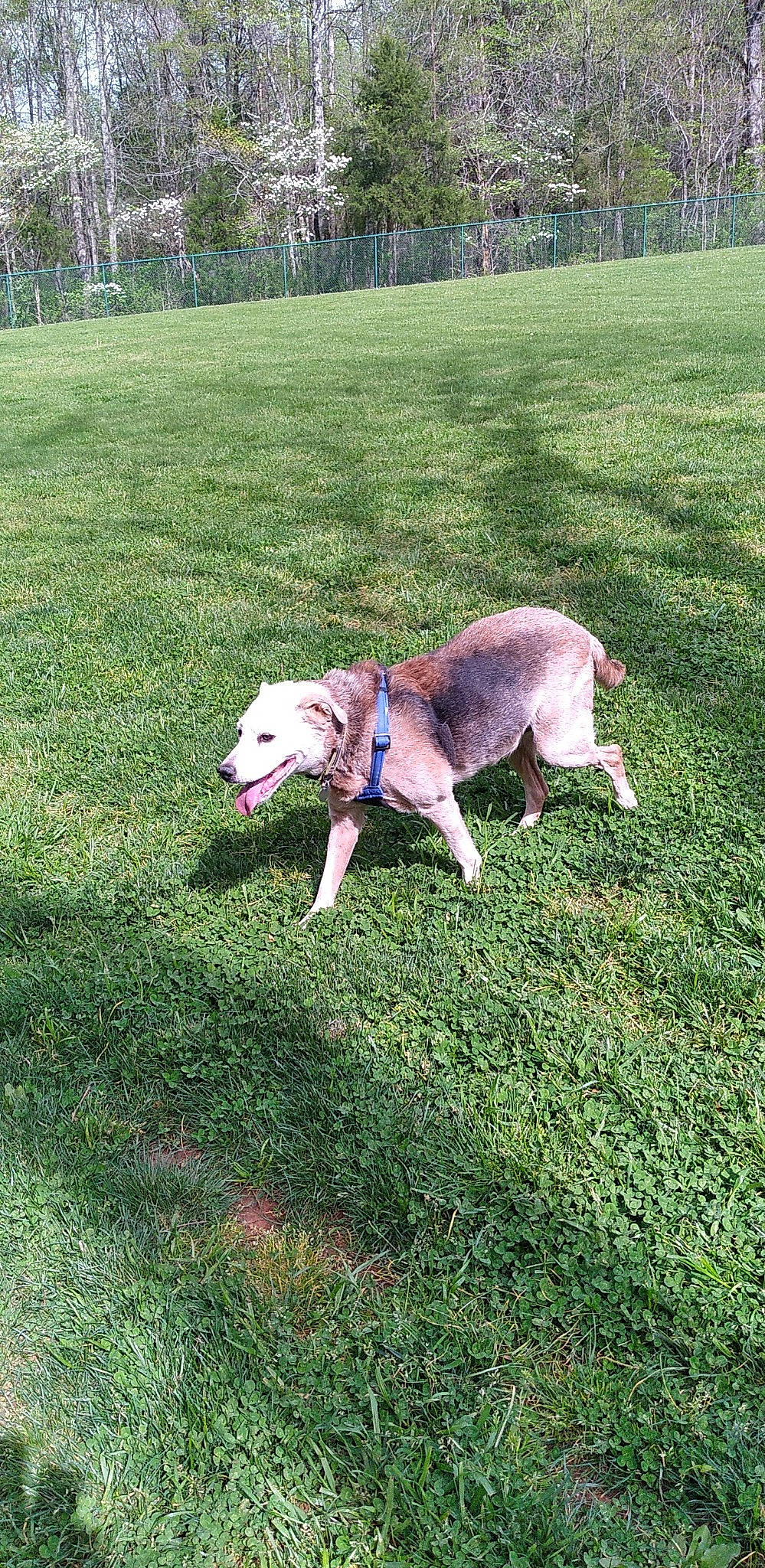 Pogo joined the competition — help win amazing prizes! building, canidae, carnivore, collar, companion_dog, dog, dog_breed, fawn, garden_hose, grass, grassland, groundcover, lawn, plant, recreation, snout, sporting_group, tail, tree, working_animal