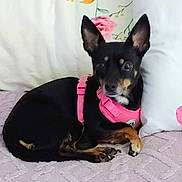 Sophia is registered to the contest to win money with this photo: alert, animal, black_dog, companion, cozy, cute, dog, domestic, ears_up, floral_pattern, fur, indoor, lying_down, pet, pillow, pink_harness, quilted_bedspread, resting, small_dog, tan_markings