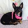 alert, animal, black_dog, companion, cozy, cute, dog, domestic, ears_up, floral_pattern, fur, indoor, lying_down, pet, pillow, pink_harness, quilted_bedspread, resting, small_dog, tan_markings