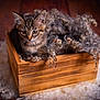 cat, kitten, tabby, wooden_box, crate, curly_wool, fur, whiskers, ears, big_eyes, cozy, indoor, wood_floor, brown, portrait, pet, cute, shallow_depth_of_field, bokeh, curled_hair