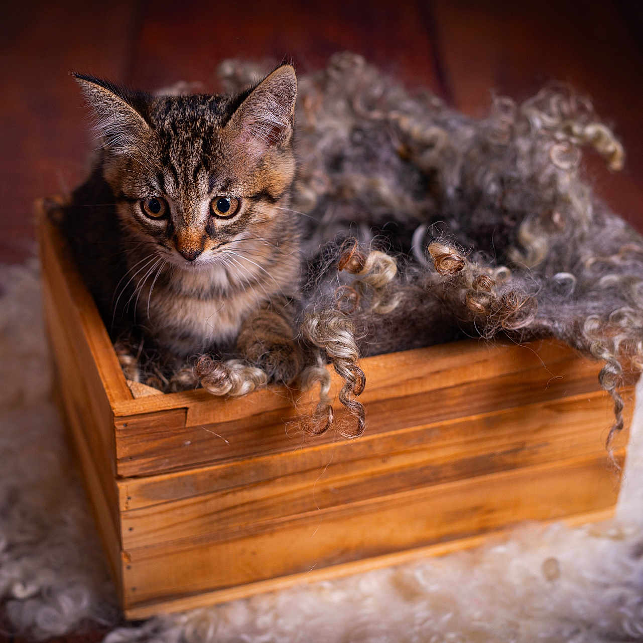 Cyn a rejoint le concours — aidez-le/la à gagner de superbes lots ! big_eyes, bokeh, brown, cat, cozy, crate, curled_hair, curly_wool, cute, ears, fur, indoor, kitten, pet, portrait, shallow_depth_of_field, tabby, whiskers, wood_floor, wooden_box