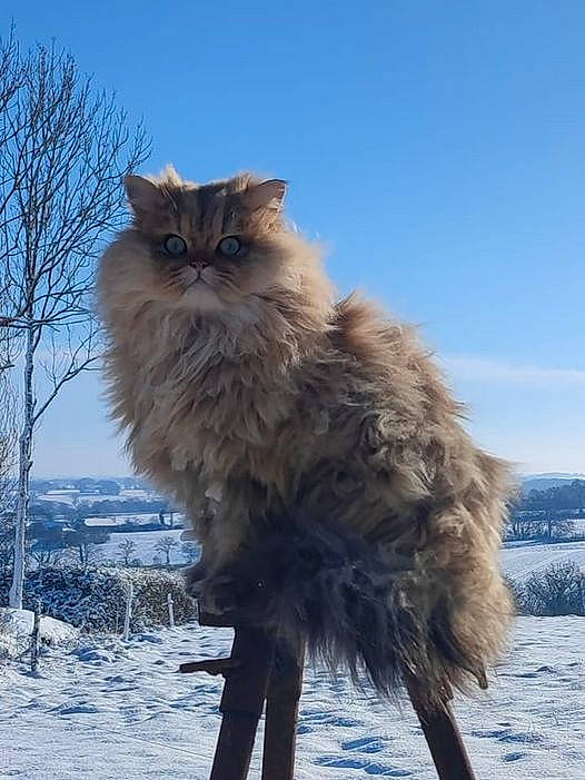 Sweety a rejoint le concours — aidez-le/la à gagner de superbes lots ! british_longhair, carnivore, cat, cloud, electric_blue, event, felidae, freezing, fur, sky, small_to_medium_sized_cats, snow, tail, terrestrial_animal, tree, water, whiskers, wind, wind_wave, winter