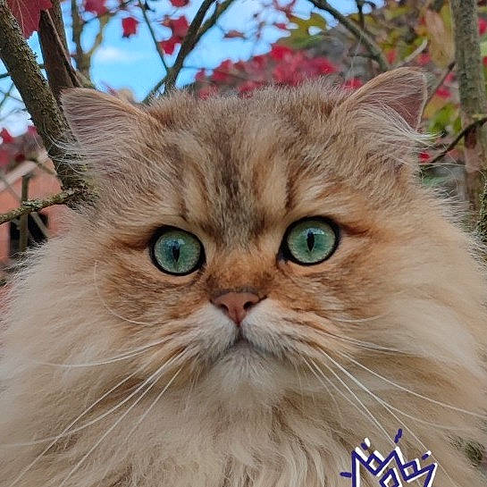 Sweety participe au concours pour gagner de l'argent avec cette photo : carnivore, cat, felidae, fruit, fur, grass, photo_caption, plant, sky, small_to_medium_sized_cats, snout, tire, whiskers