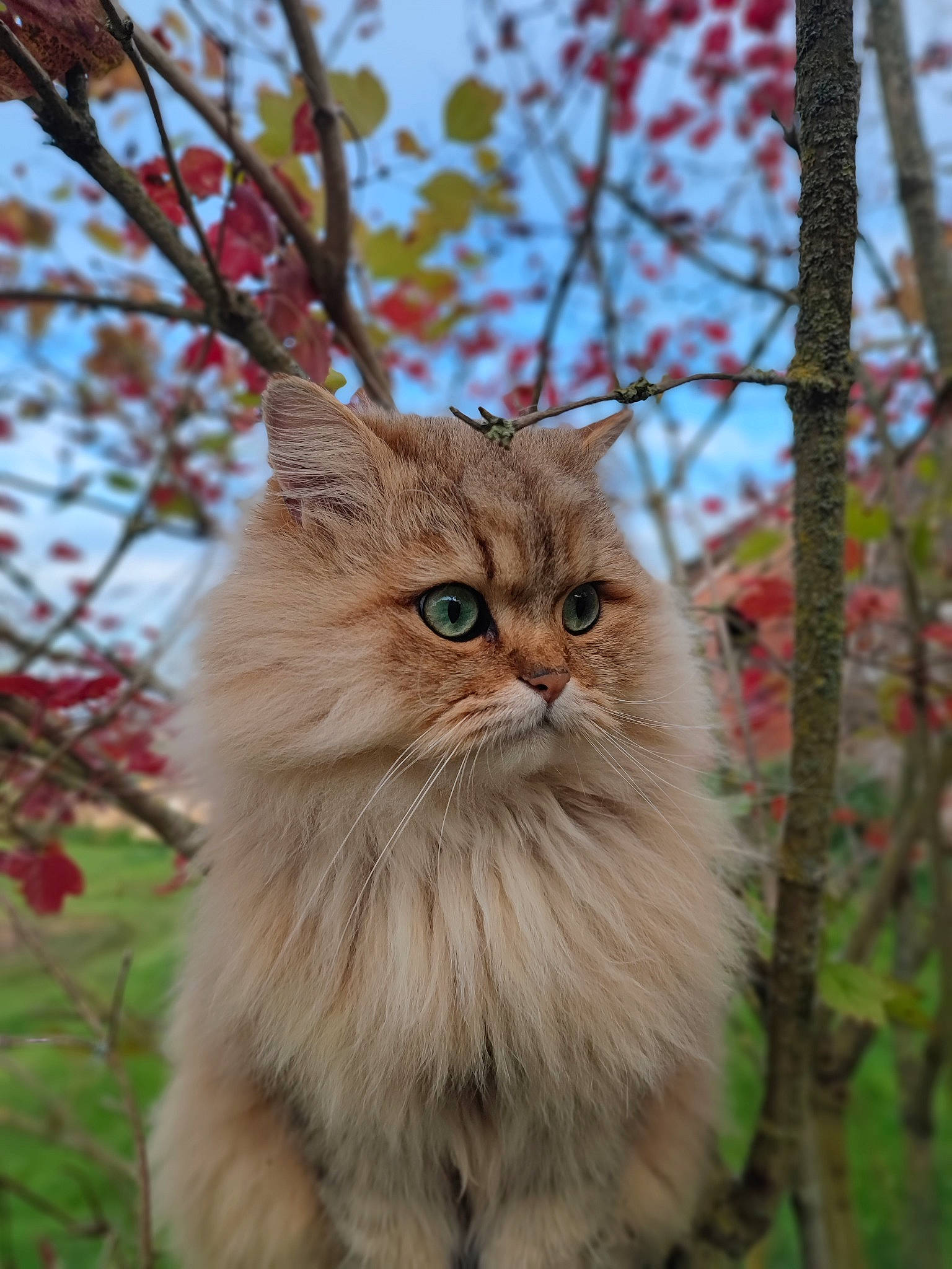 Sweety a rejoint le concours — aidez-le/la à gagner de superbes lots ! british_longhair, carnivore, cat, eye, fawn, felidae, fur, grass, hair, iris, plant, sky, small_to_medium_sized_cats, snout, terrestrial_animal, tree, twig, whiskers, wildlife, wood