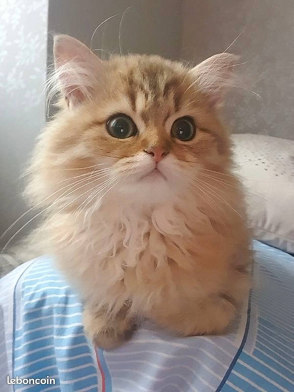 Sweety participe au concours pour gagner de l'argent avec cette photo : british_longhair, carnivore, cat, claw, comfort, fawn, felidae, fur, iris, paw, small_to_medium_sized_cats, snout, terrestrial_animal, whiskers