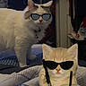 Luna joined the competition — help win amazing prizes! accessory, animal, bed, blanket, bubble_tea, cat, clothing, collar, cute, domestic, funny, furniture, indoor, orange_cat, pet, phone, purse, room, sunglasses, white_cat