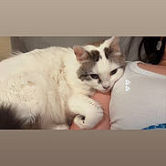 Luna is registered to the contest to win money with this photo: affection, animal, cat, close_up, comfort, companion, cozy, cute, domestic_animal, fur, gray_patches, human_arm, indoor, indoor_lighting, pet, relaxation, resting, shoulder, snuggling, white_cat