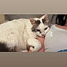 affection, animal, cat, close_up, comfort, companion, cozy, cute, domestic_animal, fur, gray_patches, human_arm, indoor, indoor_lighting, pet, relaxation, resting, shoulder, snuggling, white_cat