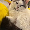 Luna is registered to the contest to win money with this photo: animal, bed, cat, closeup, collar, comfort, cute, domestic, feline, fluffy, gray, indoor, pet, plush_pillow, relaxed, resting, soft, tail, white, yellow