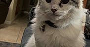 Luna is registered to the contest to win money with this photo: animal, cat, collar, couch, curious, cute, domestic_animal, ears, feline, fluffy, fur, gray, home, indoor, living_room, pet, portrait, sitting, whiskers, white