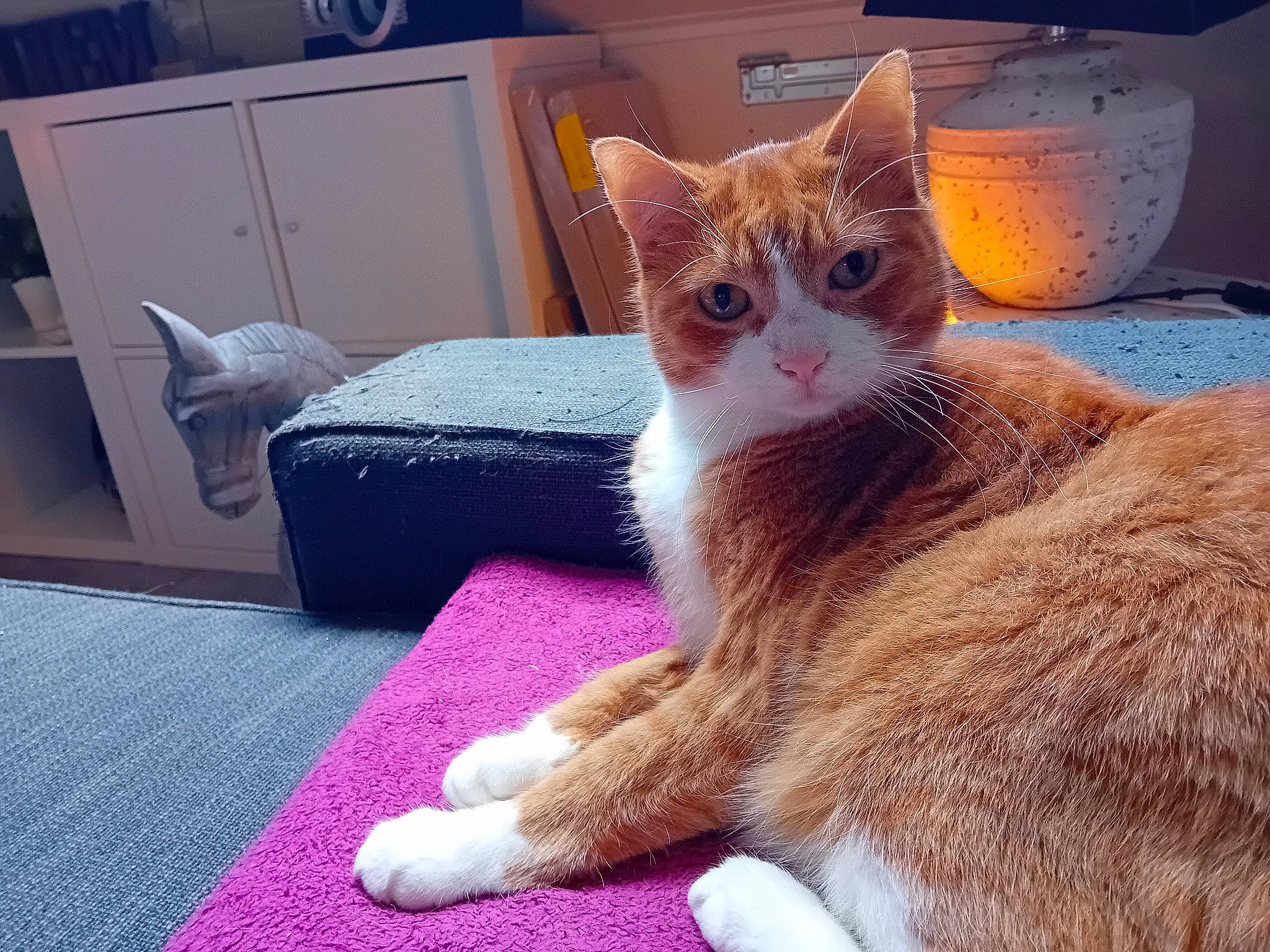 Nayia a rejoint le concours — aidez-le/la à gagner de superbes lots ! bed, carnivore, cat, cat_supply, claw, comfort, domestic_short_haired_cat, eye, fawn, felidae, foot, fur, paw, sitting, small_to_medium_sized_cats, snout, tail, textile, whiskers, window