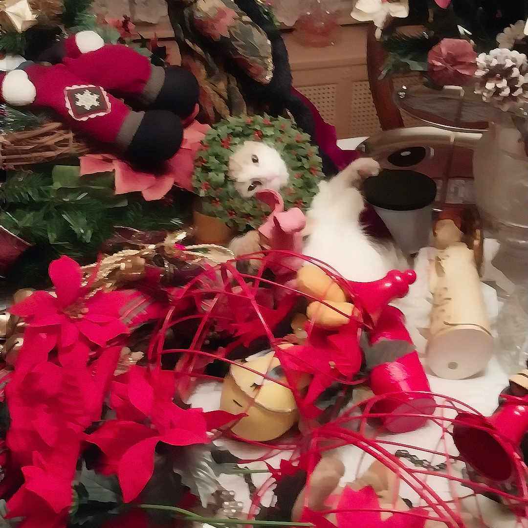 Buttercups joined the competition — help win amazing prizes! accessories, baby, christmas, christmasdecorations, face, festival, figurine, flower, flowerarrangement, flowerbouquet, head, indoors, interiordesign, person, petal, plant, plush, pottedplant, rose, toy