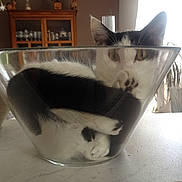 Navette a rejoint le concours — aidez-le/la à gagner de superbes lots ! animal, black_and_white_cat, cabinet, cat, cozy, curious, curled_up, domestic_animal, feline, furniture, glass_bowl, household, indoor, kitchen_counter, paw, pet, relaxed, transparent, whiskers, window_light