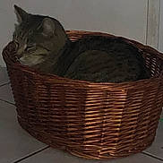Guss participe au concours pour gagner de l'argent avec cette photo : animal, basket, cat, cozy, domestic_cat, feline, floor, fur, home, indoor, pet, quiet, relaxed, resting, side_view, sleeping, still_life, tabby_cat, tile_floor, wicker