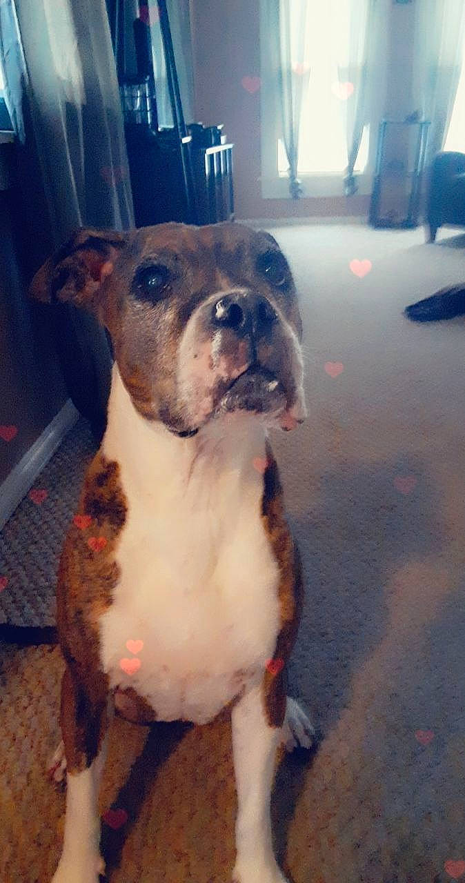 Asia joined the competition — help win amazing prizes! ancient_dog_breeds, canidae, carnivore, companion_dog, dog, dog_breed, fawn, flooring, fur, guard_dog, molosser, non_sporting_group, paw, puppy, sporting_group, whiskers, working_animal, working_dog