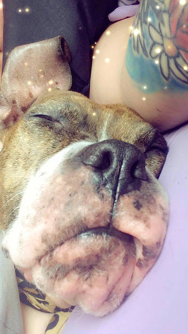 Asia is registered to the contest to win money with this photo: carnivore, comfort, companion_dog, dishware, dog, dog_breed, ear, eye, fawn, fur, jaw, nose, pug, serveware, snout, sporting_group, terrestrial_animal, whiskers, working_animal, wrinkle