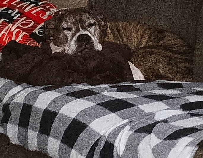 Asia joined the competition — help win amazing prizes! bed, bedding, bedroom, black, carnivore, comfort, companion_dog, dog, dog_breed, dog_supply, fawn, grey, linens, mammal, monochrome_photography, snout, style, terrestrial_animal, toy_dog, working_animal