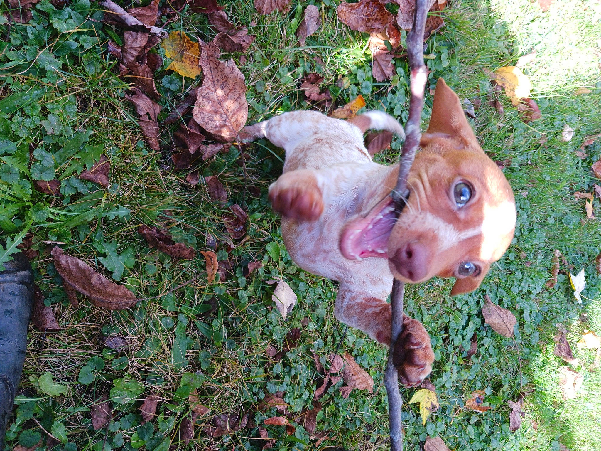 Zek is registered to the contest to win money with this photo: art, canidae, fawn, garden, grass, groundcover, lawn_ornament, metal, natural_material, plant, sporting_group, terrestrial_animal, trunk, wildlife, wood, yard