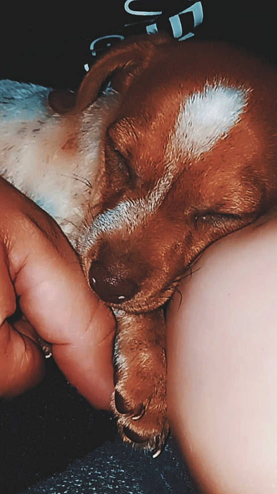 Zek joined the competition — help win amazing prizes! carnivore, chest, dog, dog_breed, eye, eyelash, fawn, finger, gesture, head, human_body, human_leg, jaw, liver, nail, snout, thumb, water, whiskers, wrinkle