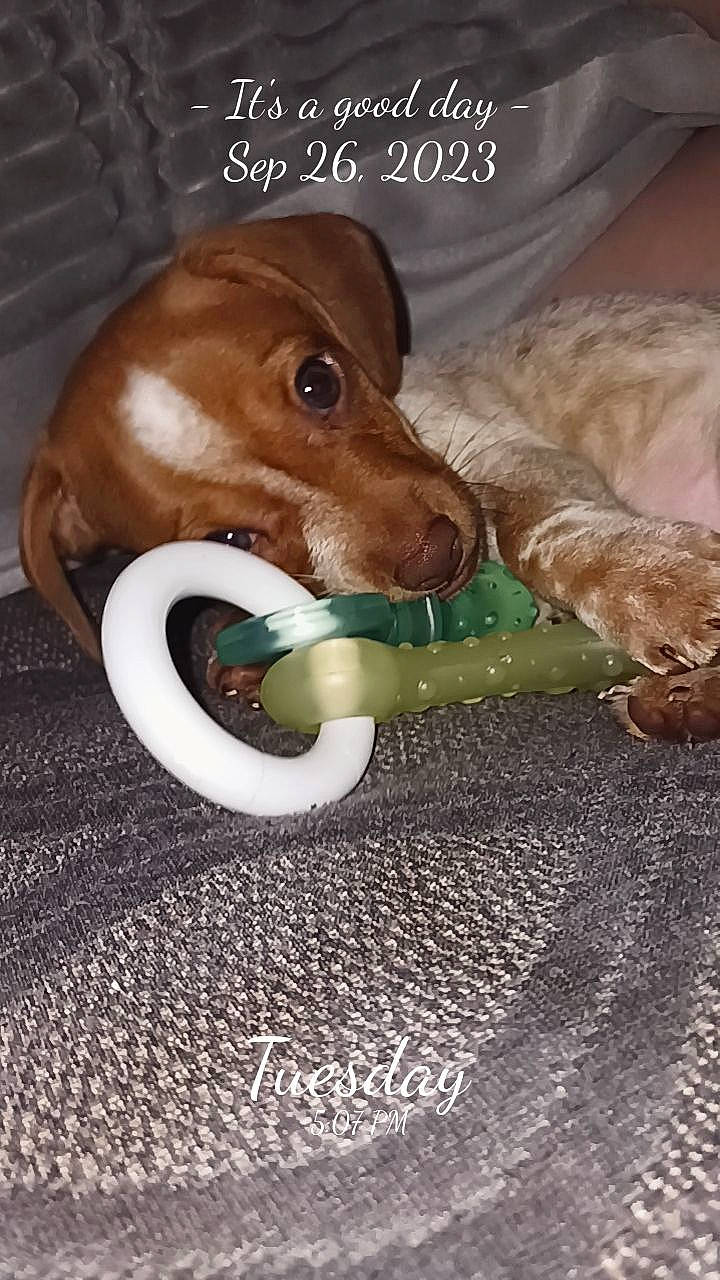 Zek joined the competition — help win amazing prizes! ball, canidae, carnivore, circle, collar, companion_dog, dog, dog_breed, dog_supply, dog_toy, fawn, liver, pet_supply, photo_caption, snout, sporting_group, tail, whiskers, wood, working_animal