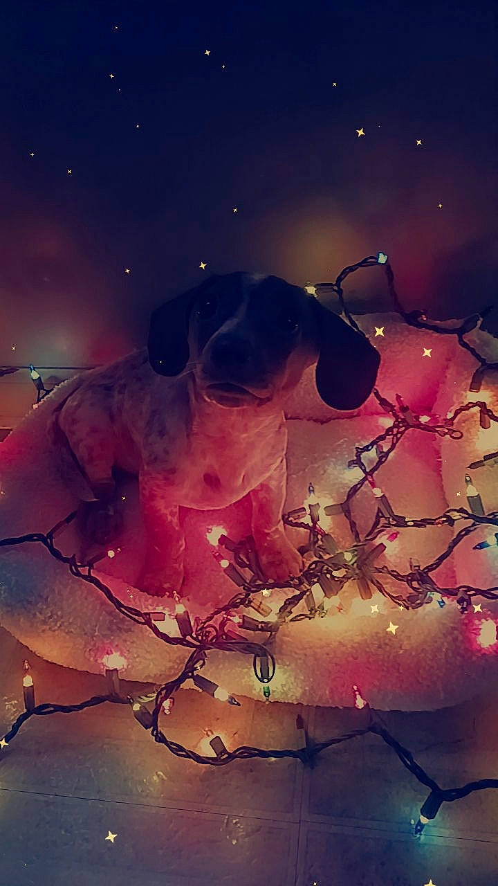 Zek joined the competition — help win amazing prizes! art, astronomical_object, atmosphere, beauty, branch, cloud, darkness, event, eyewear, heat, meteorological_phenomenon, midnight, nature, plant, science, sky, space, tints_and_shades, twig, world