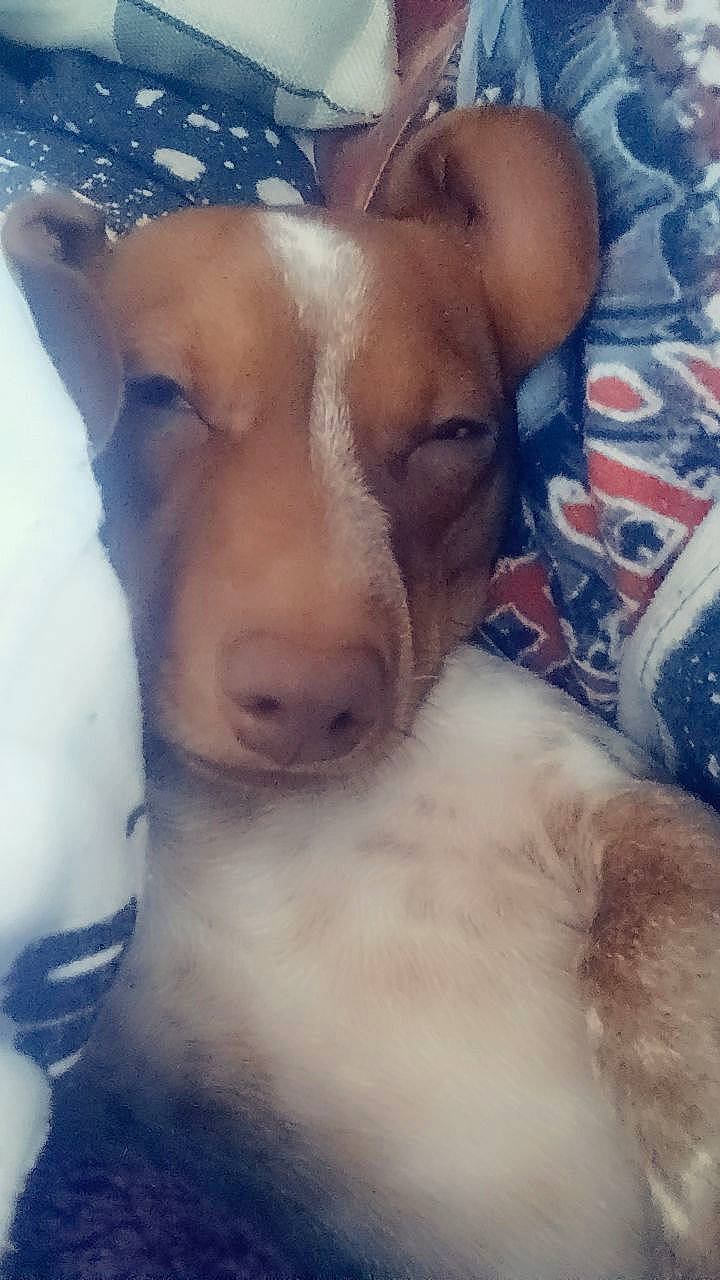 Zek is registered to the contest to win money with this photo: basset_hound, canidae, carnivore, cloud, comfort, companion_dog, dog, dog_breed, ear, eye, fawn, fur, love, non_sporting_group, paw, puppy_love, sporting_group, whiskers, working_animal