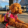 Zoey is registered to the contest to win money with this photo: animal, brown_fur, canine, cute, daytime, dog, fluffy, house, leash, nature, outdoor, pavement, pet, pink_harness, puppy, relaxed, scarf, side_view, sunlight, tree