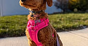 Zoey is registered to the contest to win money with this photo: animal, blurred_background, canine, cute, daytime, dog, fur, grass, house, leash, outdoor, pet, pink_harness, portrait, puppy, sidewalk, sitting, small_dog, suburban, sunny