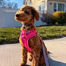 animal, blurred_background, canine, cute, daytime, dog, fur, grass, house, leash, outdoor, pet, pink_harness, portrait, puppy, sidewalk, sitting, small_dog, suburban, sunny