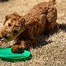 active, animal, brown, canine, chewing, closeup, curly_fur, dog, frisbee, fun, grass, nature, outdoor, paw, pet, playful, playtime, summer, sunlight, toy
