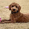 Zoey is registered to the contest to win money with this photo: animal, brown_dog, canine, collar, curly_fur, cute, dog, friendly, fur, grass, lying_down, nature, outdoor, pet, pink_ball, playful, relaxed, summer, toy, young_dog