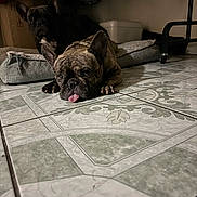 Prince is registered to the contest to win money with this photo: dog, french_bulldog, indoor, tile_floor, pet_bed, animal, tongue_out, resting, brown_dog, black_dog, floor_pattern, cozy, pet, laying_down, ears, cute, companion, household, domestic, relaxed