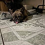 dog, french_bulldog, indoor, tile_floor, pet_bed, animal, tongue_out, resting, brown_dog, black_dog, floor_pattern, cozy, pet, laying_down, ears, cute, companion, household, domestic, relaxed