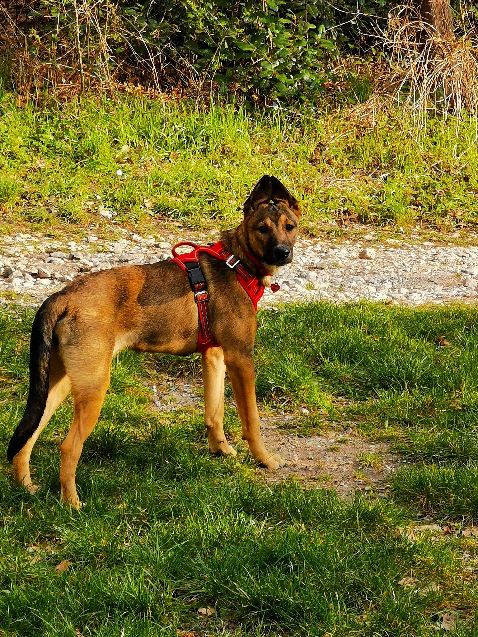 Sara participe au concours pour gagner de l'argent avec cette photo : canidae, carnivore, collar, companion_dog, dog, dog_breed, dog_collar, dog_supply, fawn, grass, hunting_dog, pet_supply, plant, soil, sporting_group, tail, terrestrial_animal, tree, working_animal, working_dog