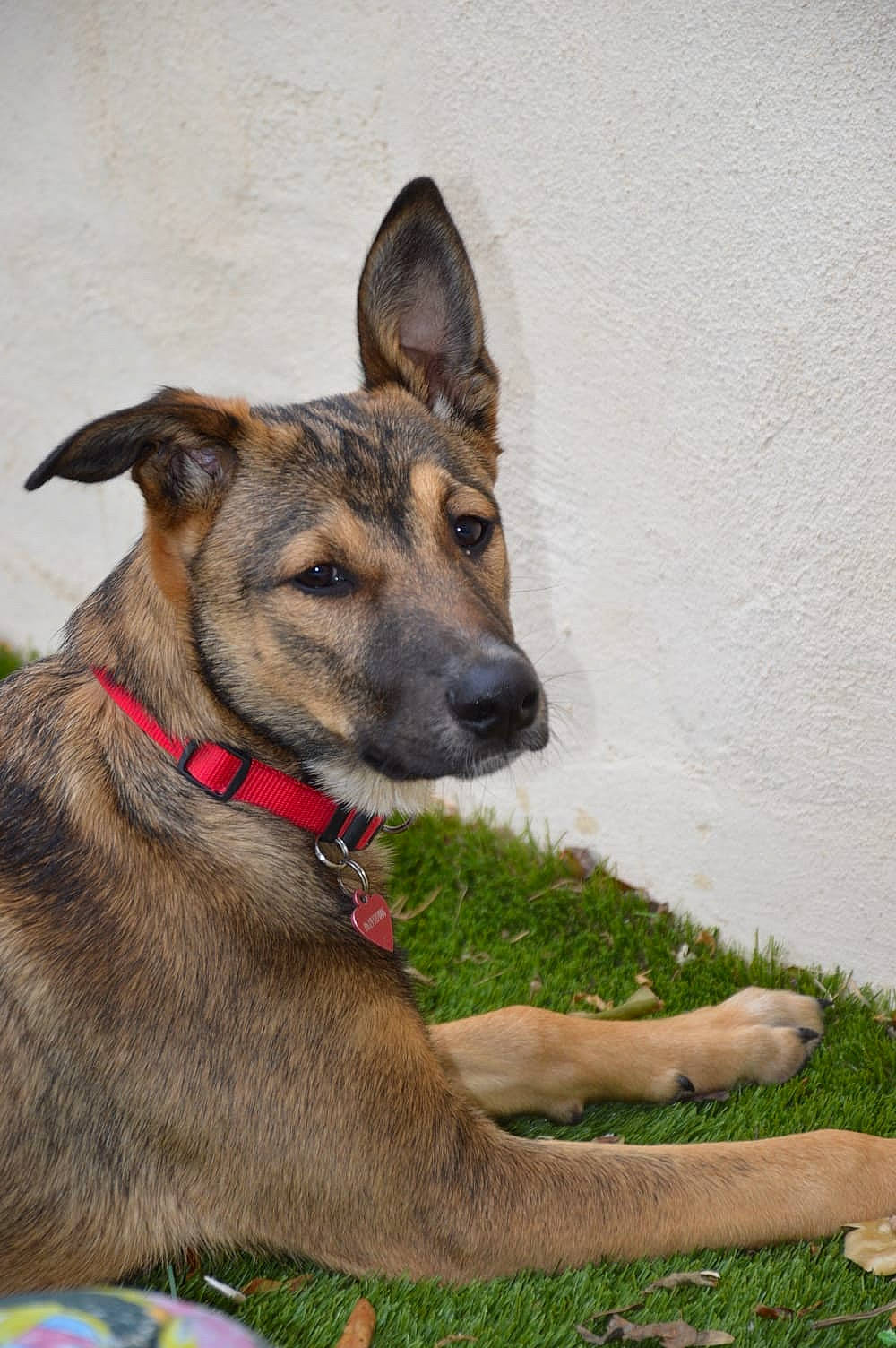 Sara participe au concours pour gagner de l'argent avec cette photo : canidae, carnivore, collar, companion_dog, dog, dog_breed, dog_collar, dog_supply, fawn, grass, pet_supply, snout, sporting_group, terrestrial_animal, working_animal, working_dog