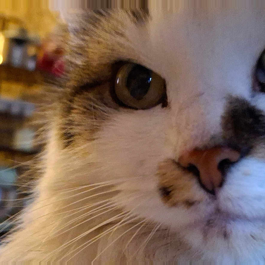 Minette