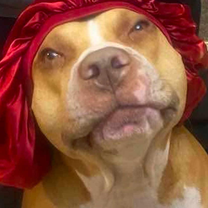 Odie