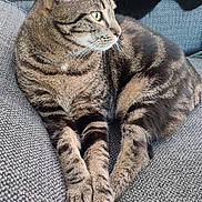Misty a rejoint le concours — aidez-le/la à gagner de superbes lots ! animal, cat, closeup, couch, cozy, feline, fur, gray, home, indoor, looking_away, paws, pet, portrait, relaxed, resting, striped, tabby, whiskers, yellow_eyes