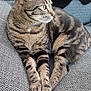 animal, cat, closeup, couch, cozy, feline, fur, gray, home, indoor, looking_away, paws, pet, portrait, relaxed, resting, striped, tabby, whiskers, yellow_eyes
